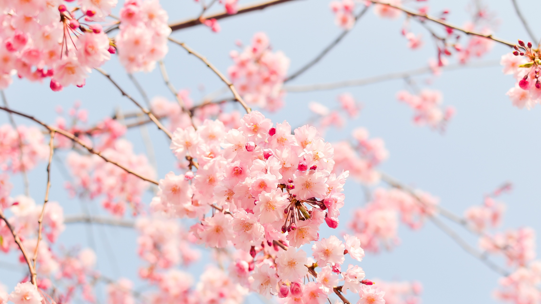 Light pink cherry blossoms against a light blue sky to reflect the lightness of unconditional love